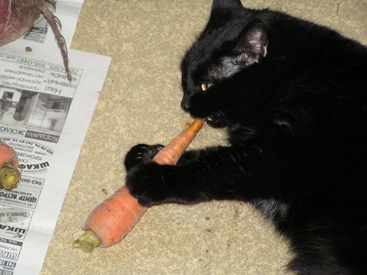 Съем морковку. Кот с морковкой. кот ест морковь. коты едят морковку. котик ест морковку.