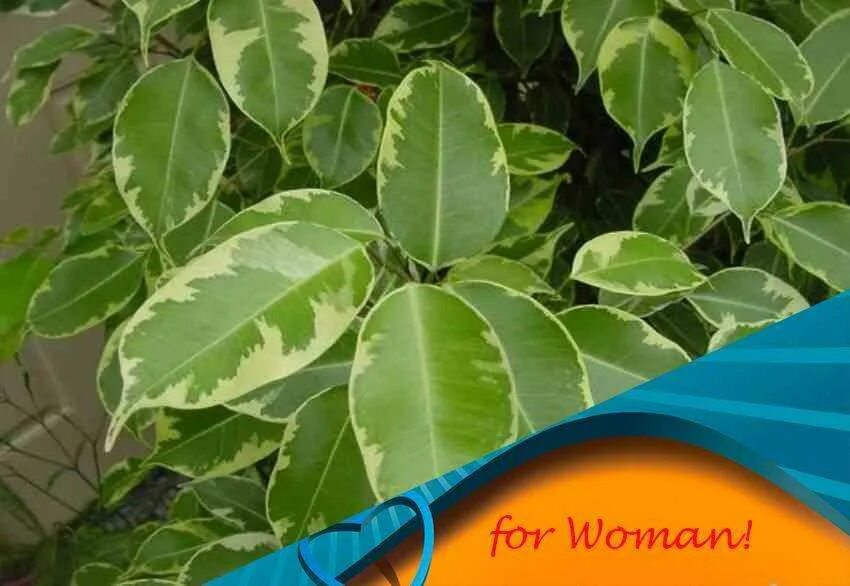 Фикус каучуконосный суеверия. Фикус приметы. Фикус бенджамина пальма. Фикус бенджамина цветет. Фикус бенджамина каучуконосный приметы.