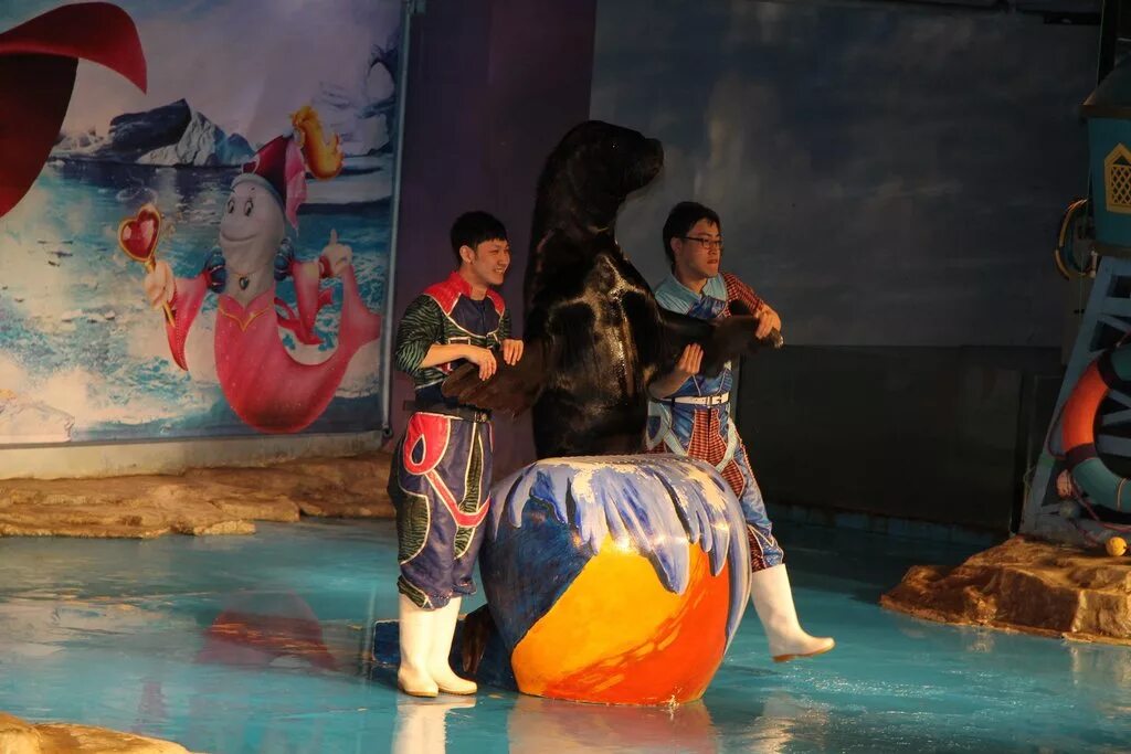 океанариум харбин. харбин дельфинарий. харбин харбинский полярный океанариум источник. полярный океанариум. харбинский океанариум.