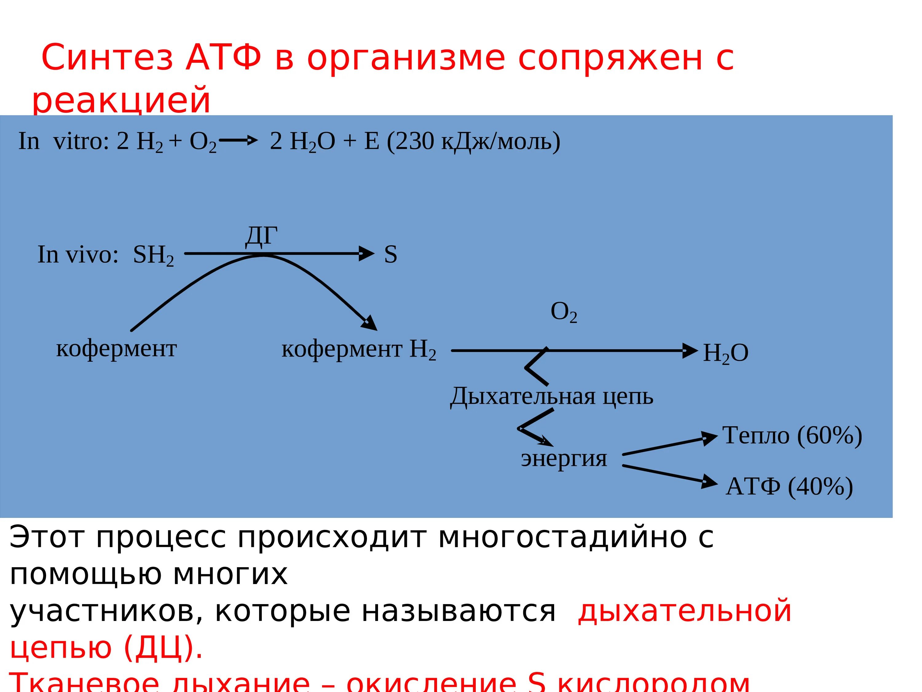 32 атф. Дыхательная цепь и окислительное фосфорилирование. Дыхание и окислительное фосфорилирование. Окисление АТФ. Дыхательный Синтез АТФ.