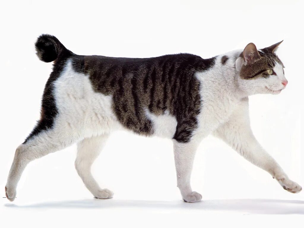 Рассмотрите фотографию кошки породы японский бобтейл. Японский бобтейл. Кот японский бобтейл. Американский бобтейл короткошёрстный. Японский бобтейл короткошёрстный.