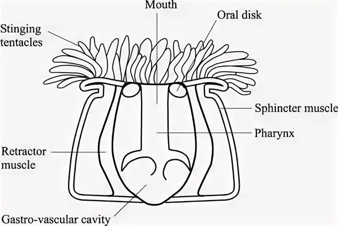 Актиния выделительная система. Строение актинии. Схема строения актинии. Части тела актинии.
