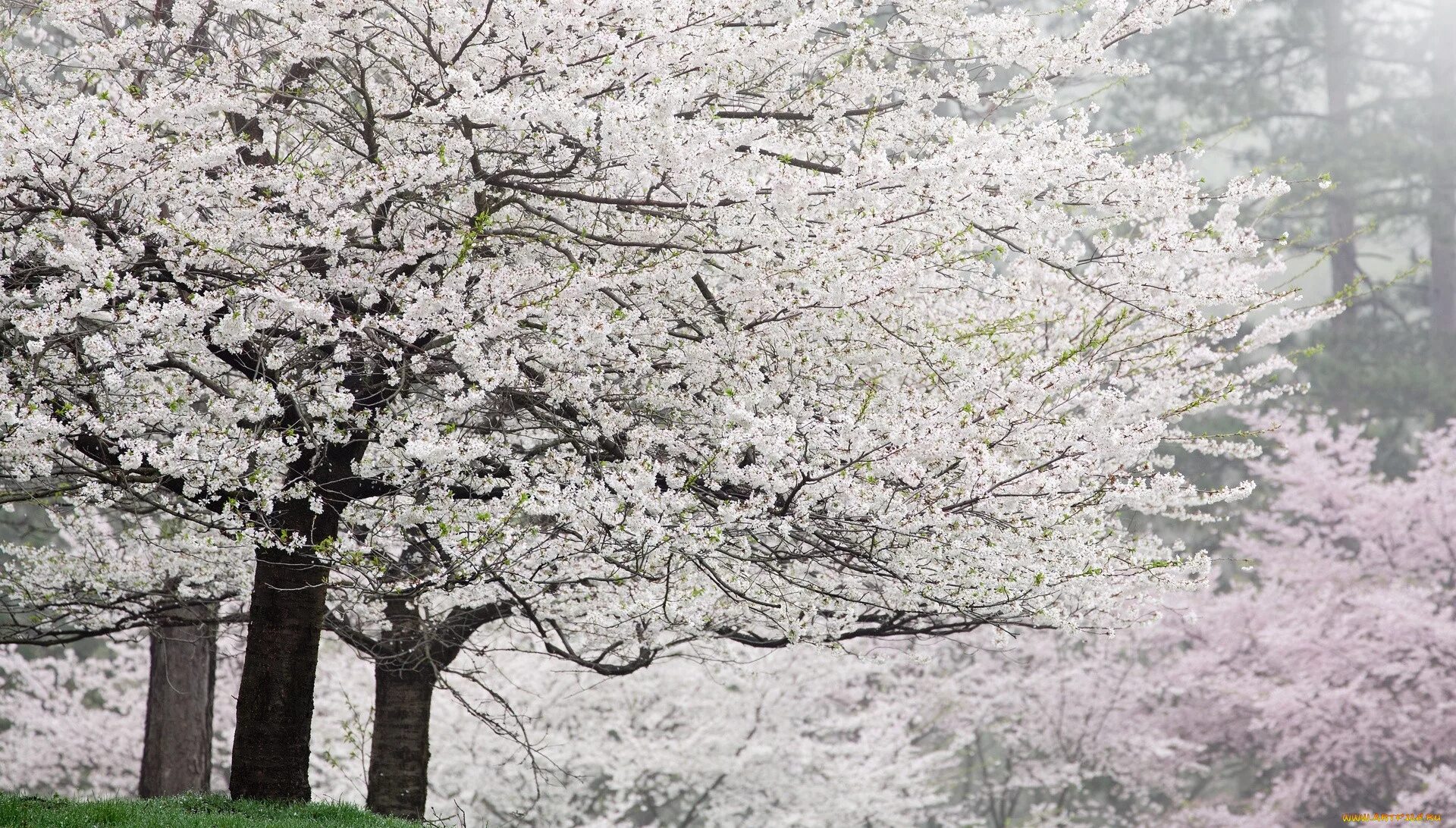 Деревья в цвету. Куржевина – иней. Цветочные деревья зима. Снежные макушки деревьев. Покажи белые деревья.