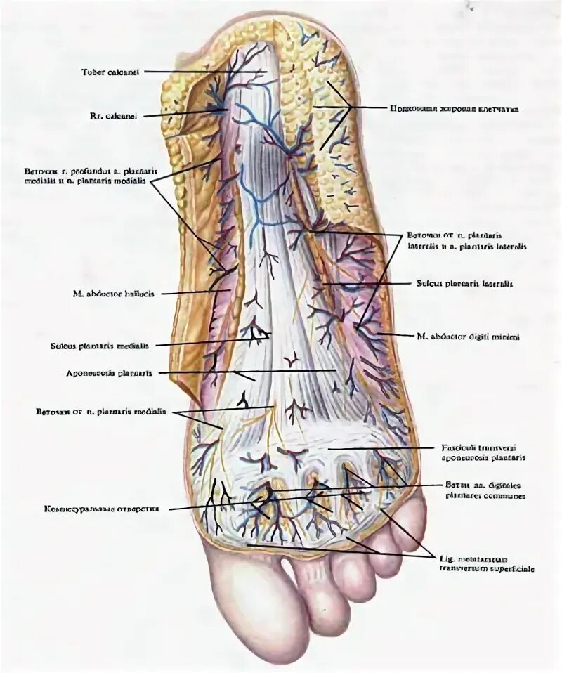 Подошвенный апоневроз aponeurosis plantaris. Подошвенная фасция стопы анатомия. Стопа анатомия нервных окончаний. Топография подошвенной поверхности стопы. Область подошвы