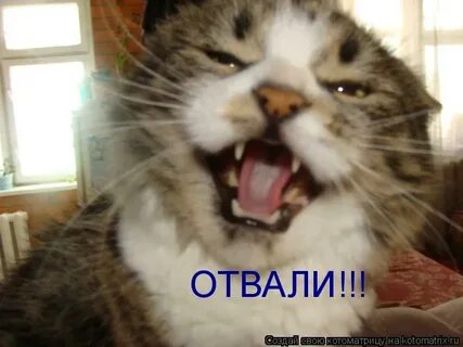 Отвали знаешь нет любви