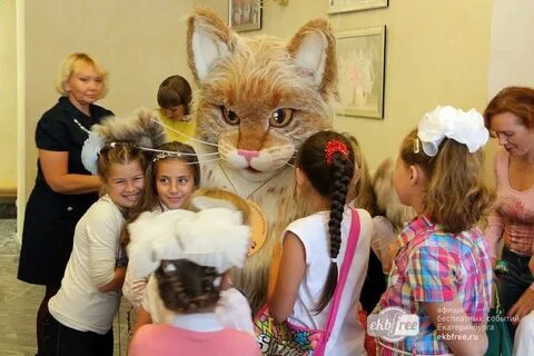 Школе котовы