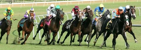 Horse race live