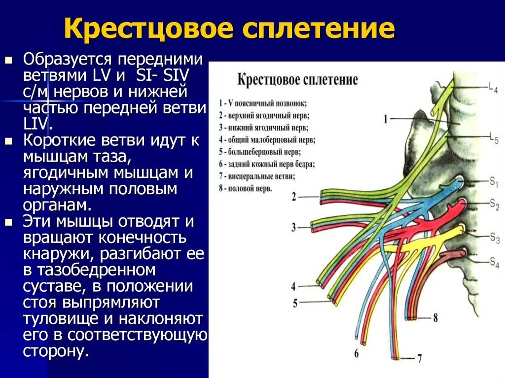 Половой нерв у мужчин симптомы. Короткие ветви крестцового сплетения. Крестцовое сплетение схема иннервации. Ветви крестцового сплетения анатомия.