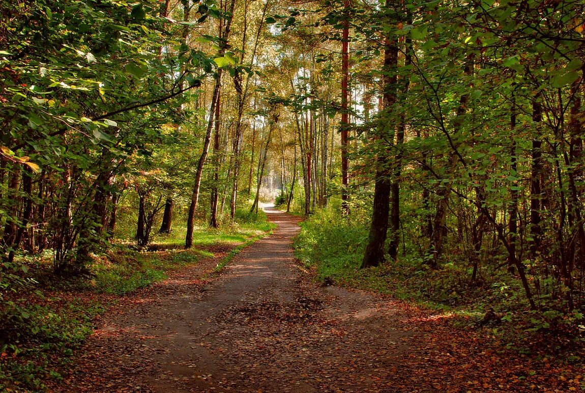 лосиный остров национальный парк «абрамцево»,. озеро торфянка королев фото. лес лосиный остров москва. земля лосиный остров. яуза богородское.
