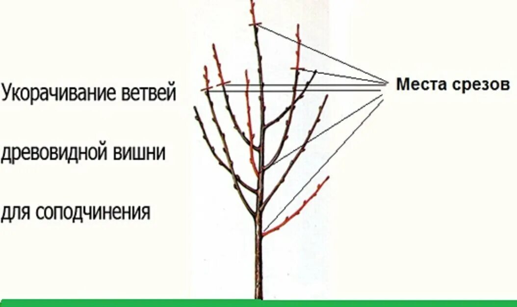 Как обрезать молодую черешню. Обрезка вишни осенью схема. Правильная обрезка вишни осенью схема. Схема подрезки вишни весной. Схема обрезки черешни летом.