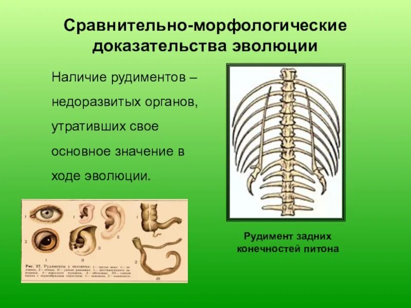 Рудимент у питона. Рудименты доказательства эволюции. Морфологические доказательства эволюции. Сравнительно морфологические доказательства эволюции. Сравнительно-анатомические доказательства эволюции.