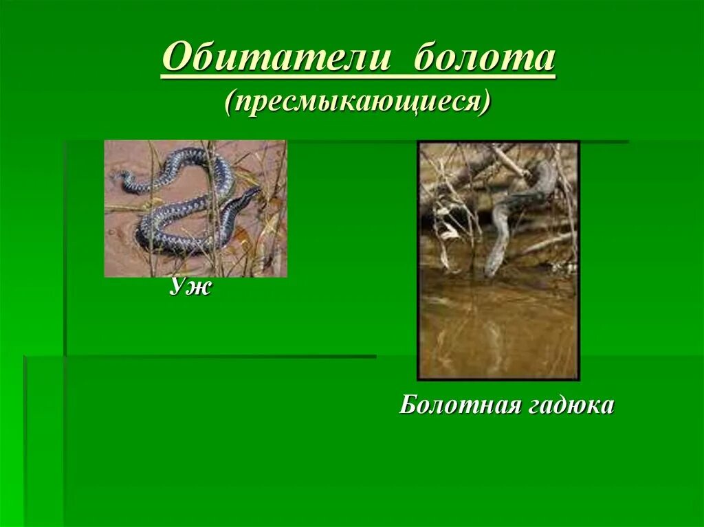 Самостоятельная работа по пресмыкающимся. Обитатели болот. Пресмыкающиеся живущие на болоте. Пресмыкающиеся животные с болот. Животные обитающие на болотах.