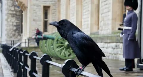Ravens of the tower of london