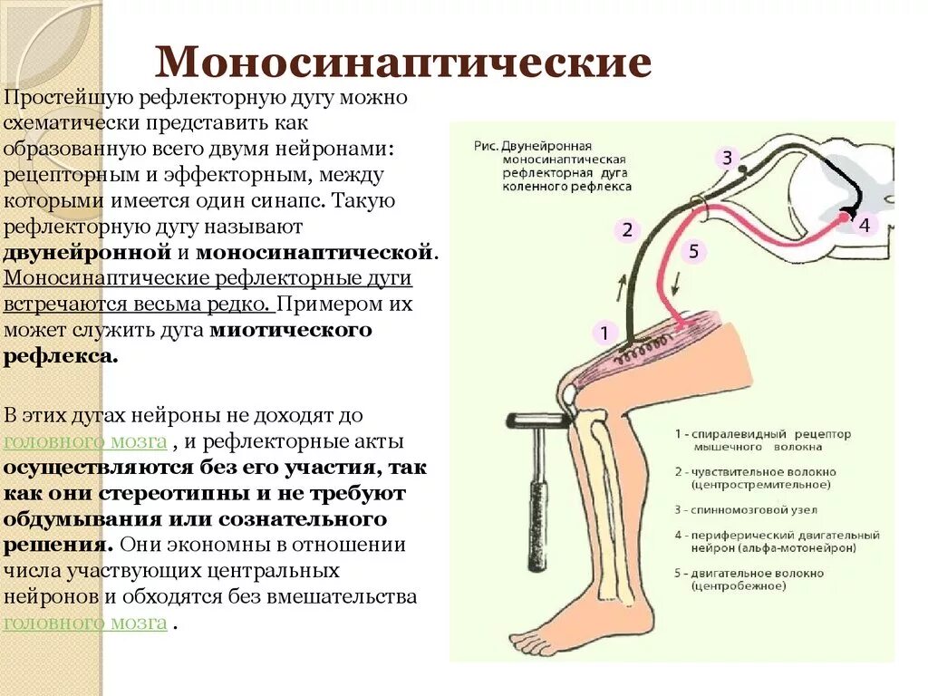 Рефлекторная дуга коленного рефлекса. Моносинаптический рефлекс спинного мозга. Рефлекторная дуга на примере коленного рефлекса. Моносинаптические рефлексы физиология. Сила рефлекса