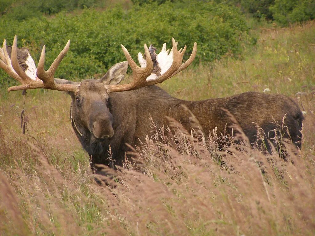 Организация лось. Лось (лат. Alces alces). Лось в Марий Эл. Лось в Ростовской области. Лось фото.