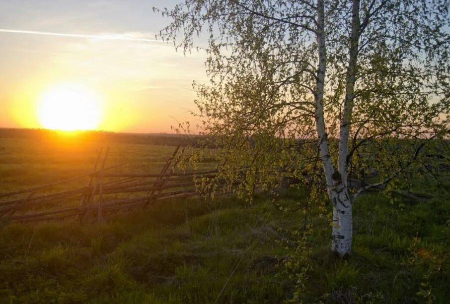 Рассвет ранней весной. Березы на закате. Sunny field. Ясный день. Погожий день.