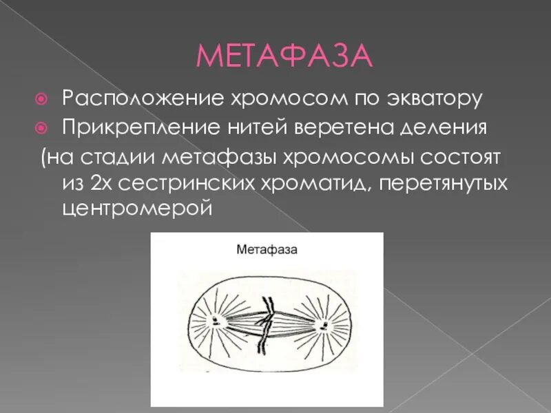 Местоположение хромосом. Метафаза Веретено деления. Нити веретена деления в метафазе митоза. Стадии метафазы. Хроматиды в метафазе.