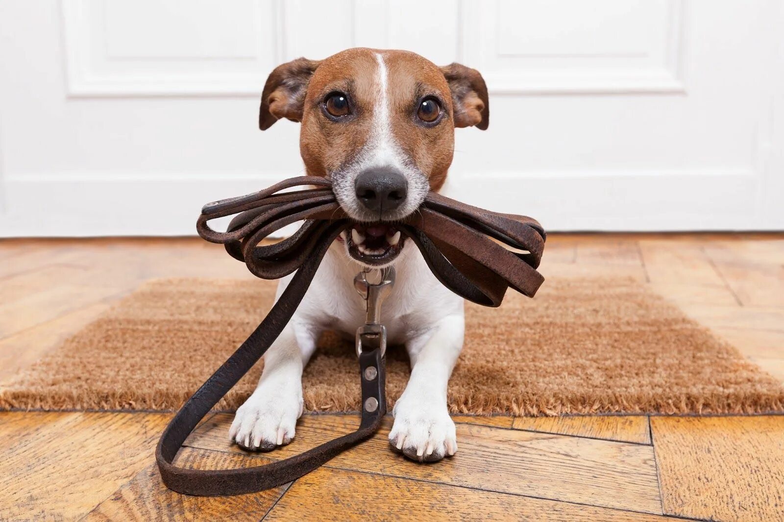 Dog c