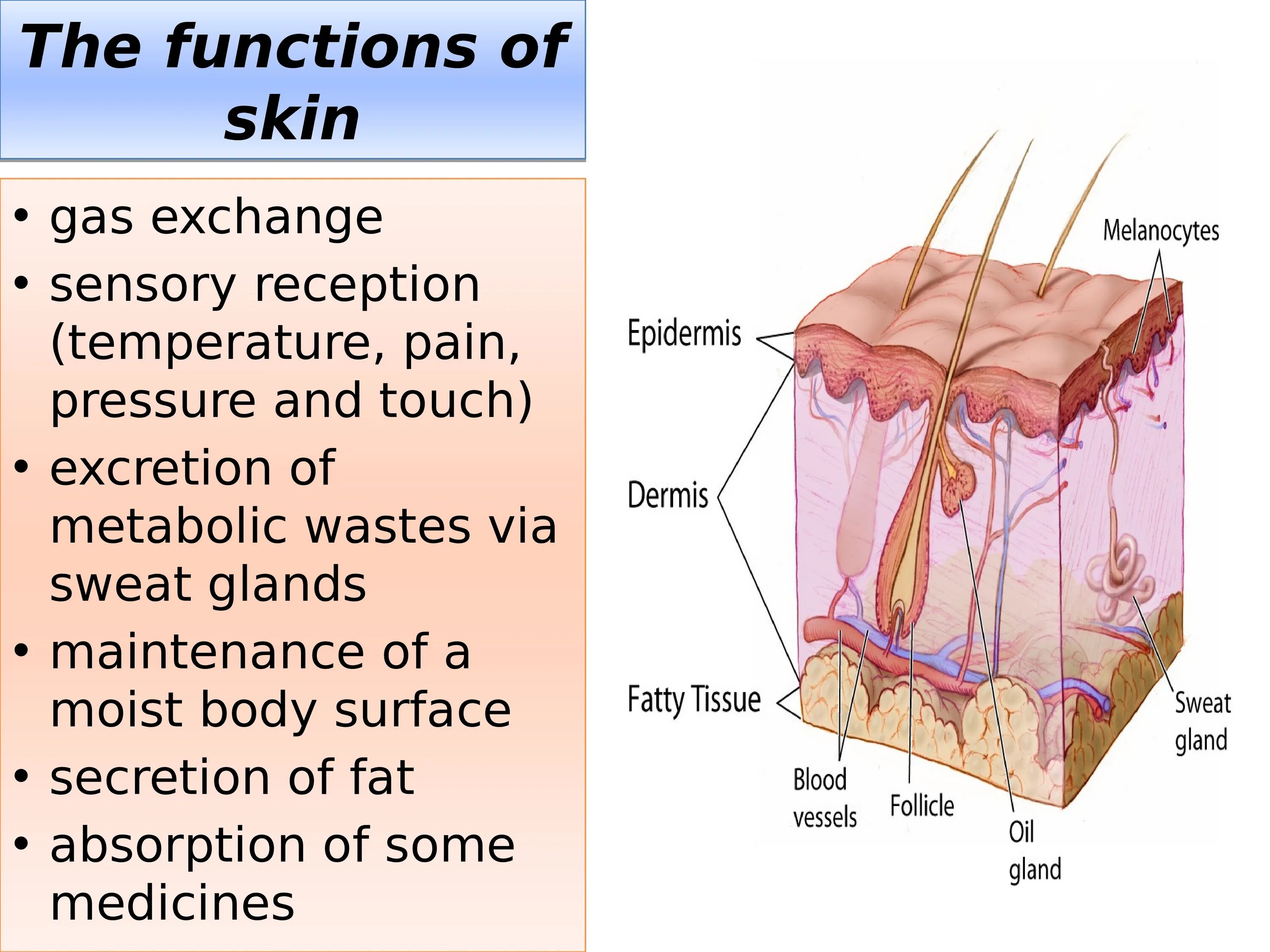 Some type of skin. Skin functions. skin structure and functions. презентация skin as an organ three functions of the skin. the skin презентация.