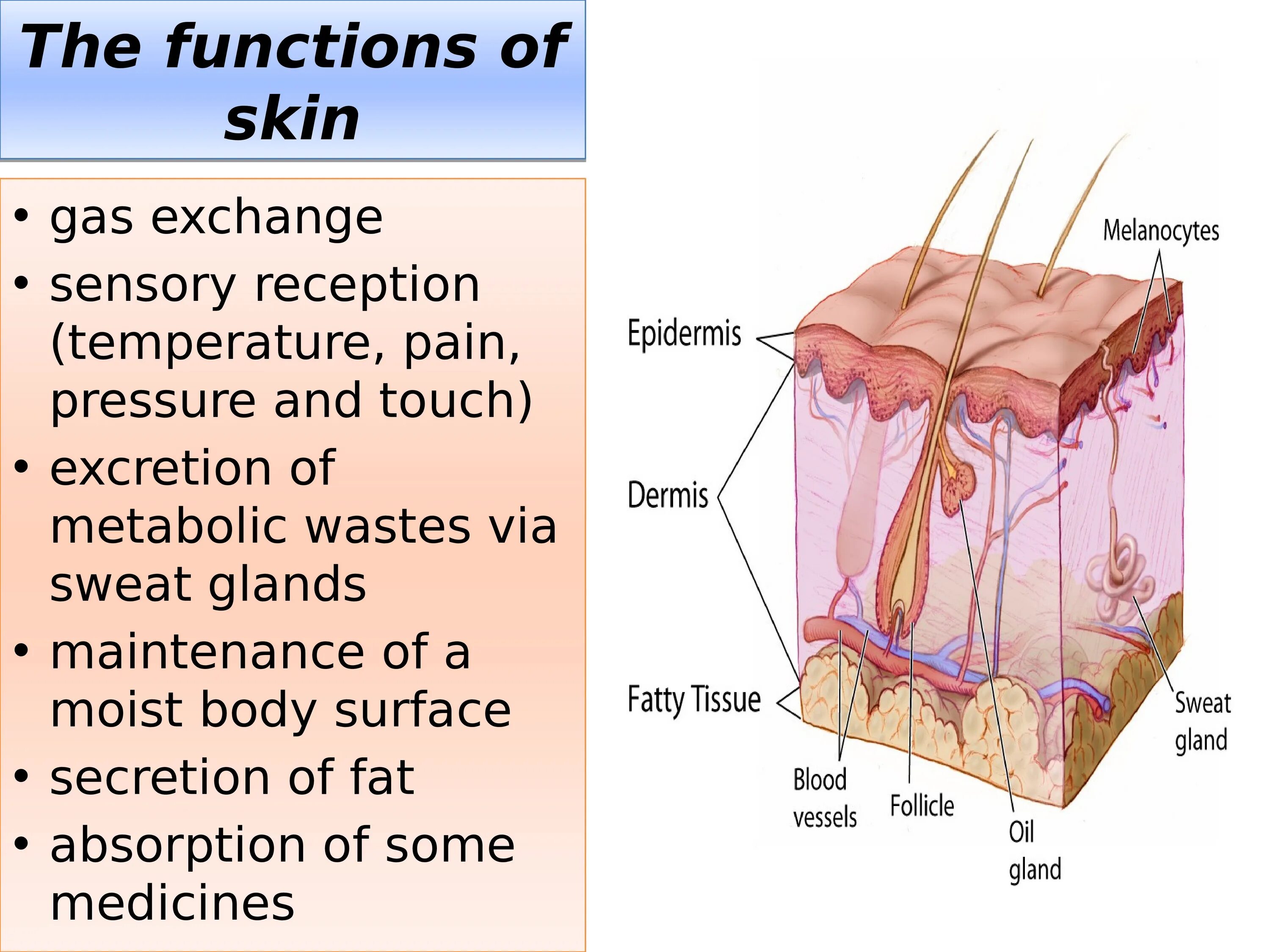 Some type of skin. Skin functions. Skin structure and functions. Презентация Skin as an Organ three functions of the Skin. The Skin презентация.