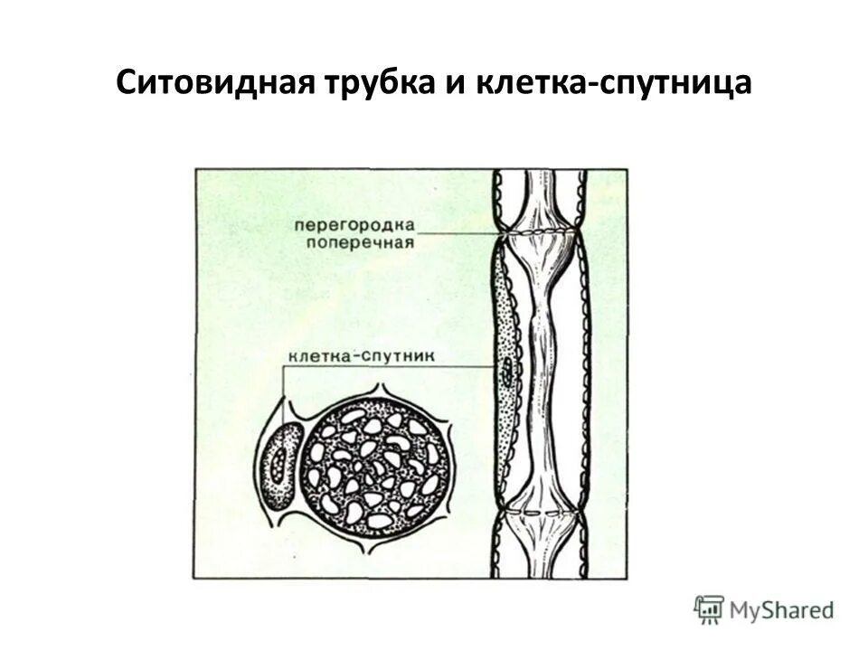 Расположение в древесине наличие клеток спутниц Эпидермис флоэма ксилема ситовидная трубка фото презентация