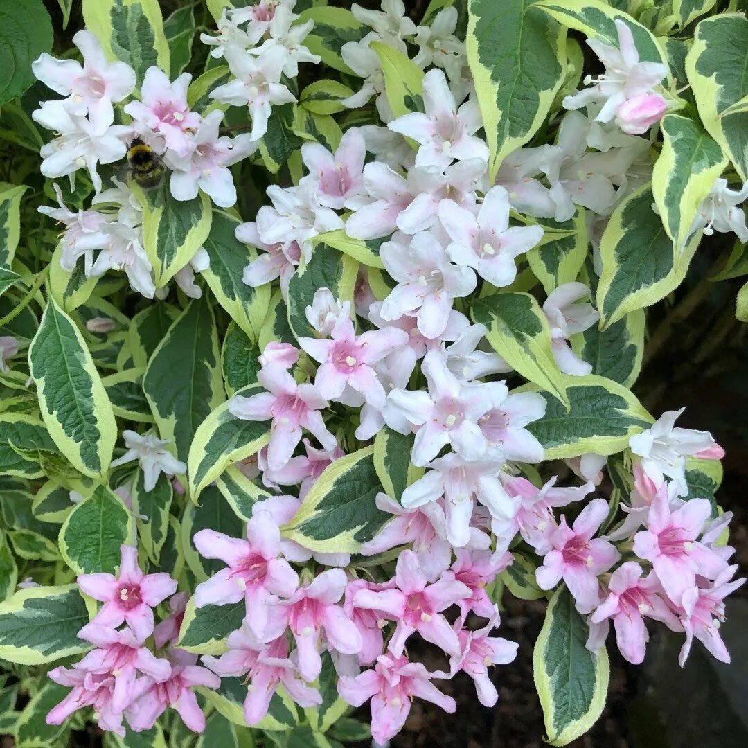 Вейгела колсун. Вейгела цветущая variegata. Вейгела вариегата. Вейгела пестролистная фото и описание. Вейгела флорида вариегата.