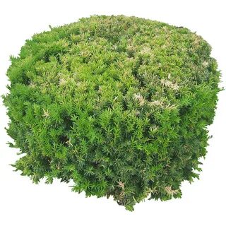 Bush plant