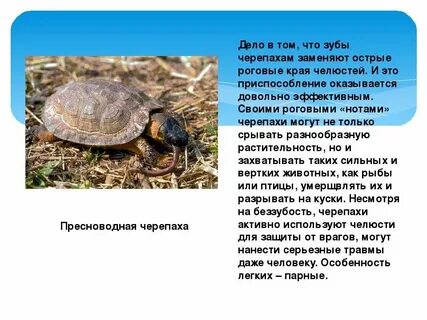 Приспособленность черепахи