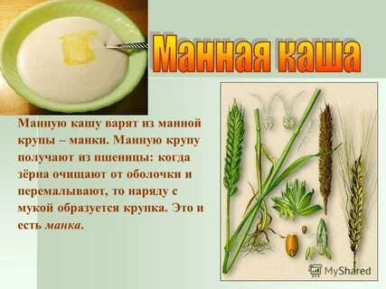 Манка из чего делают крупу
