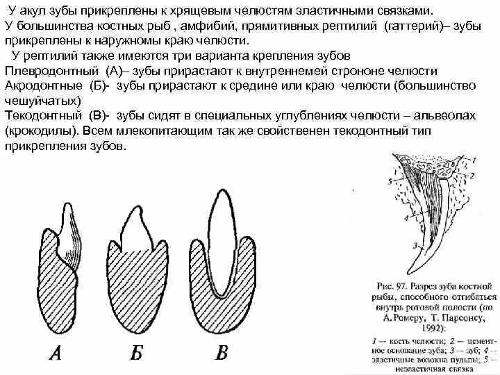 Для млекопитающих характерны зубы ответ тест. Тип зубной системы у рептилий.