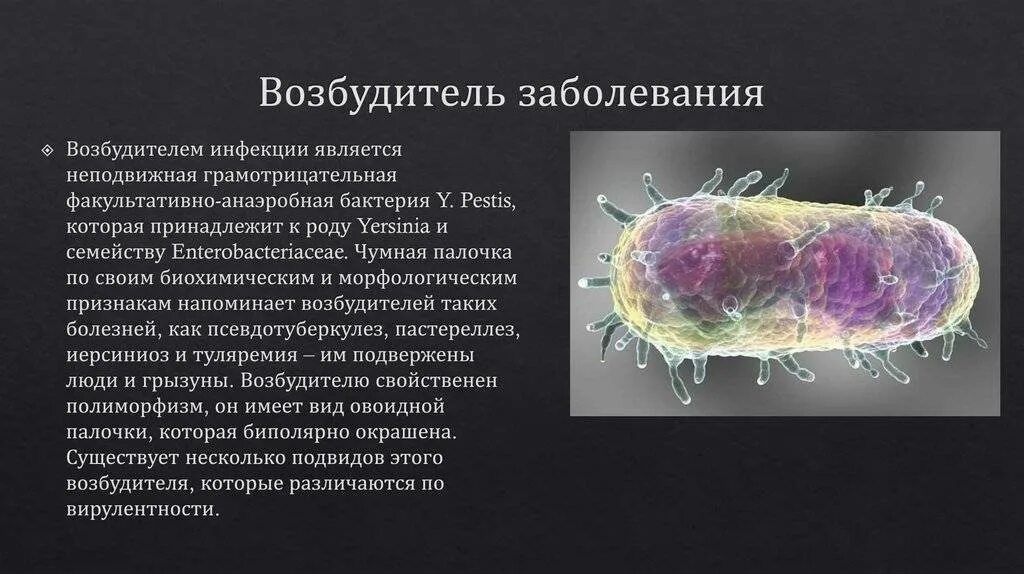 Возбудителей инфекционных заболеваний человека и животных. Возбудители заболеваний. простейшие возбудители заболеваний. простейшие возбудители инфекционных заболеваний. простейшие возбудители болезней человека.