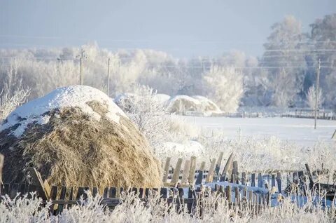 Сено на зиму
