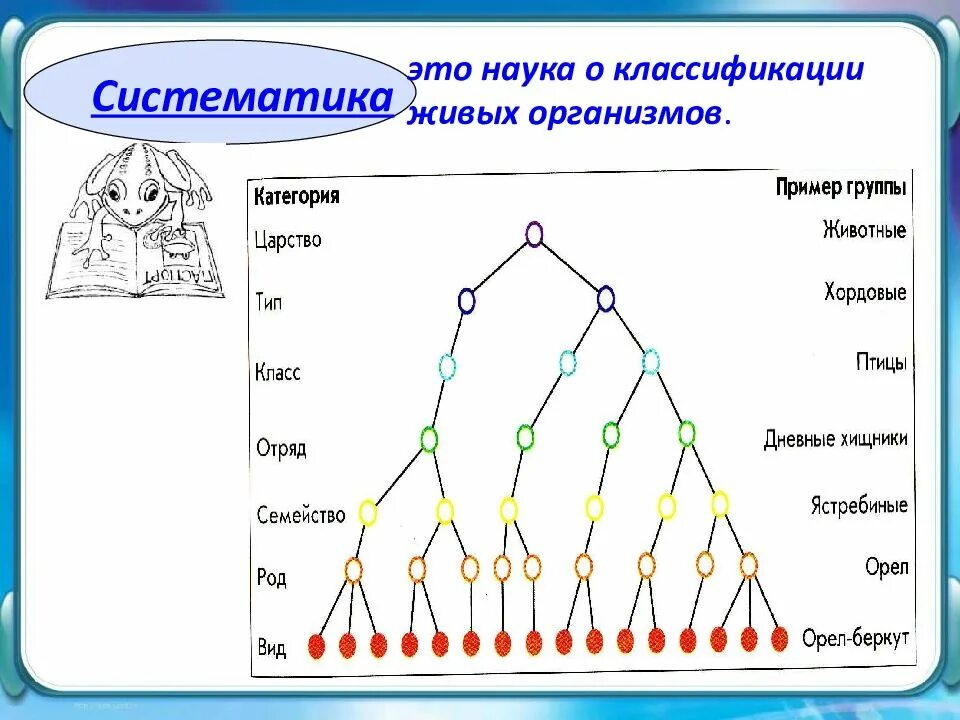 Наука о классификации живых. Схема классификации организмов. систематика живых организмов. классификация живыхоргнизмов. классификация живых организмов схема.