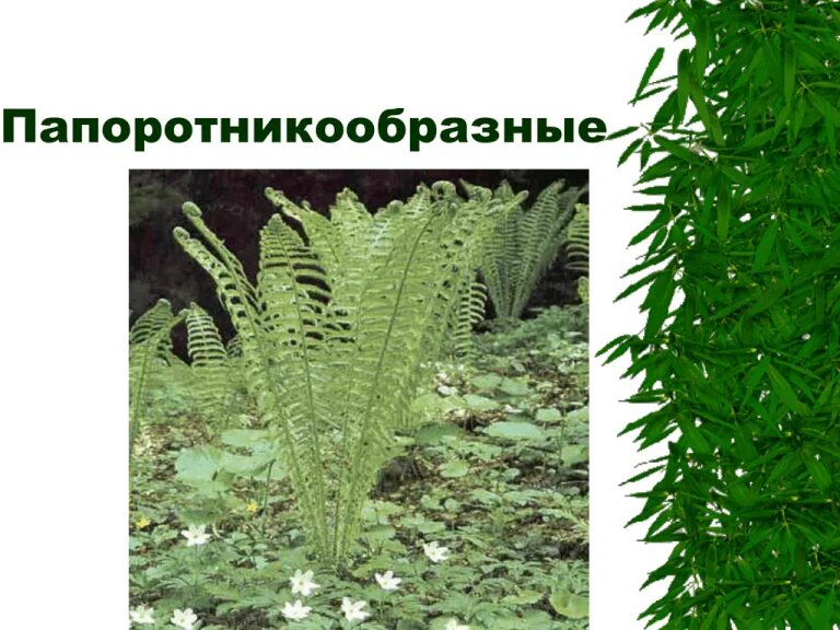 Отдел папоротникообразные представители. Папоротникообразные двудомные. папоротниковидные и папоротниковые систематика. классификация папоротниковидных. отдел папоротниковидные представители.