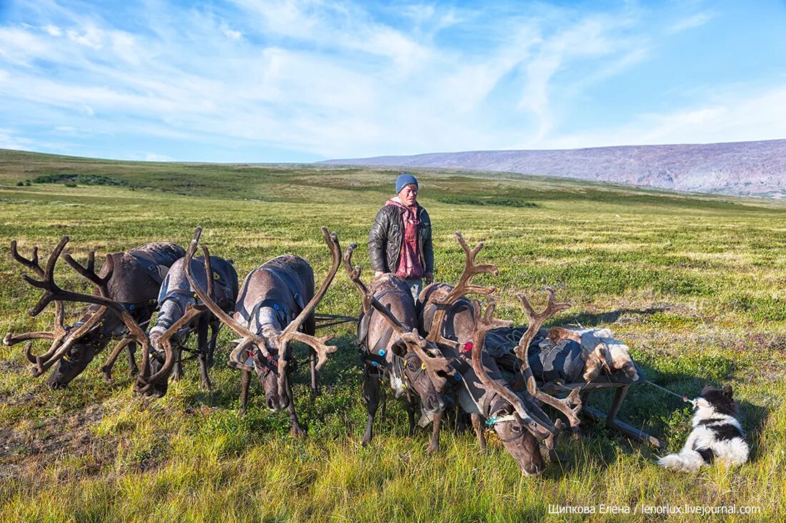 Северный олень тундра ненцы. Занятия населения тундры. Занятия жителей тундры. Ненцы оленеводство. Зона тундры население.