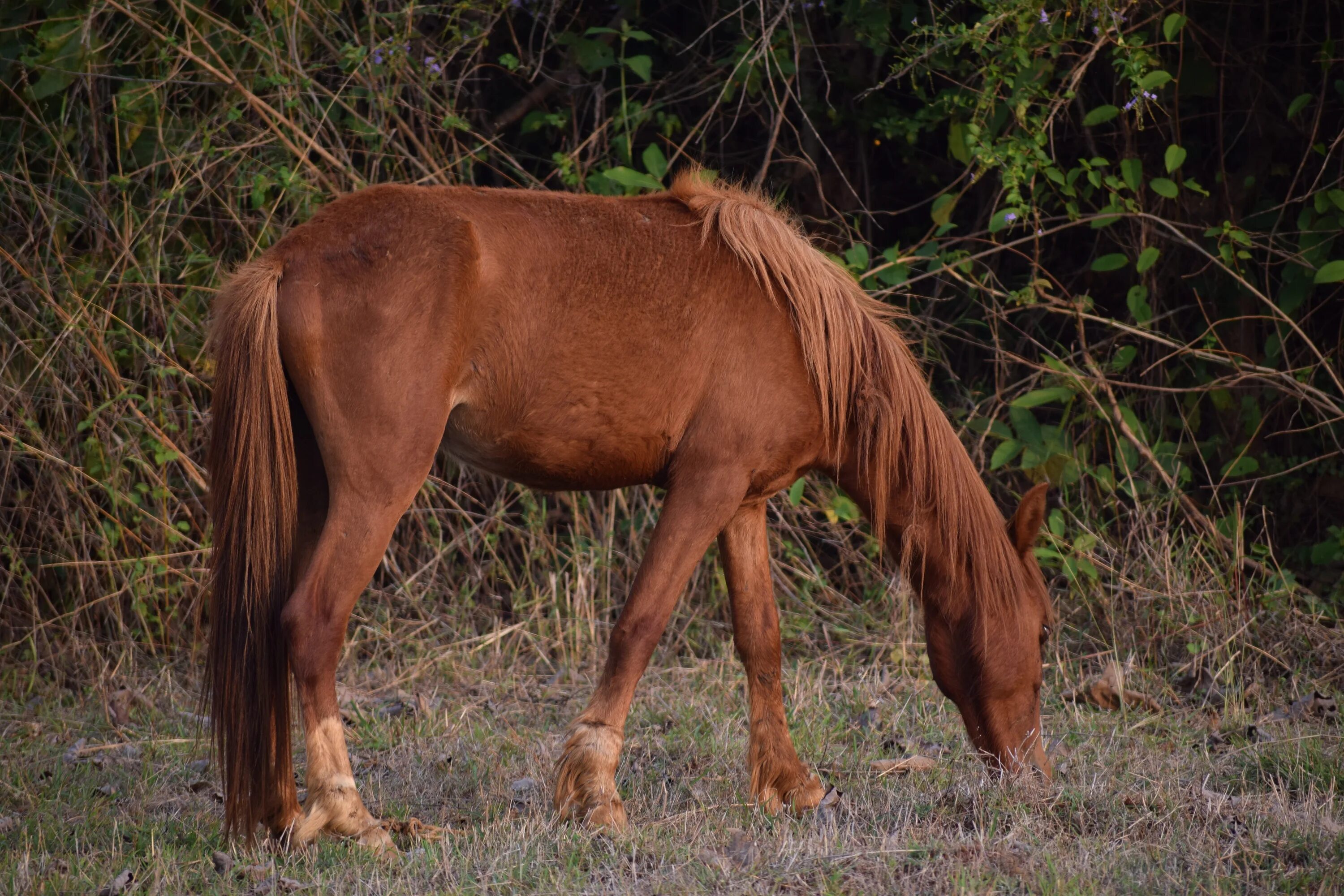 A horse is an animal