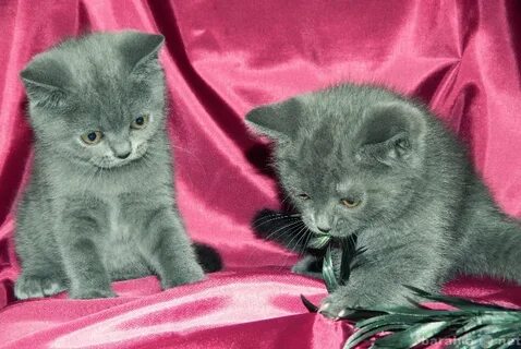 Котят британца в добрые руки