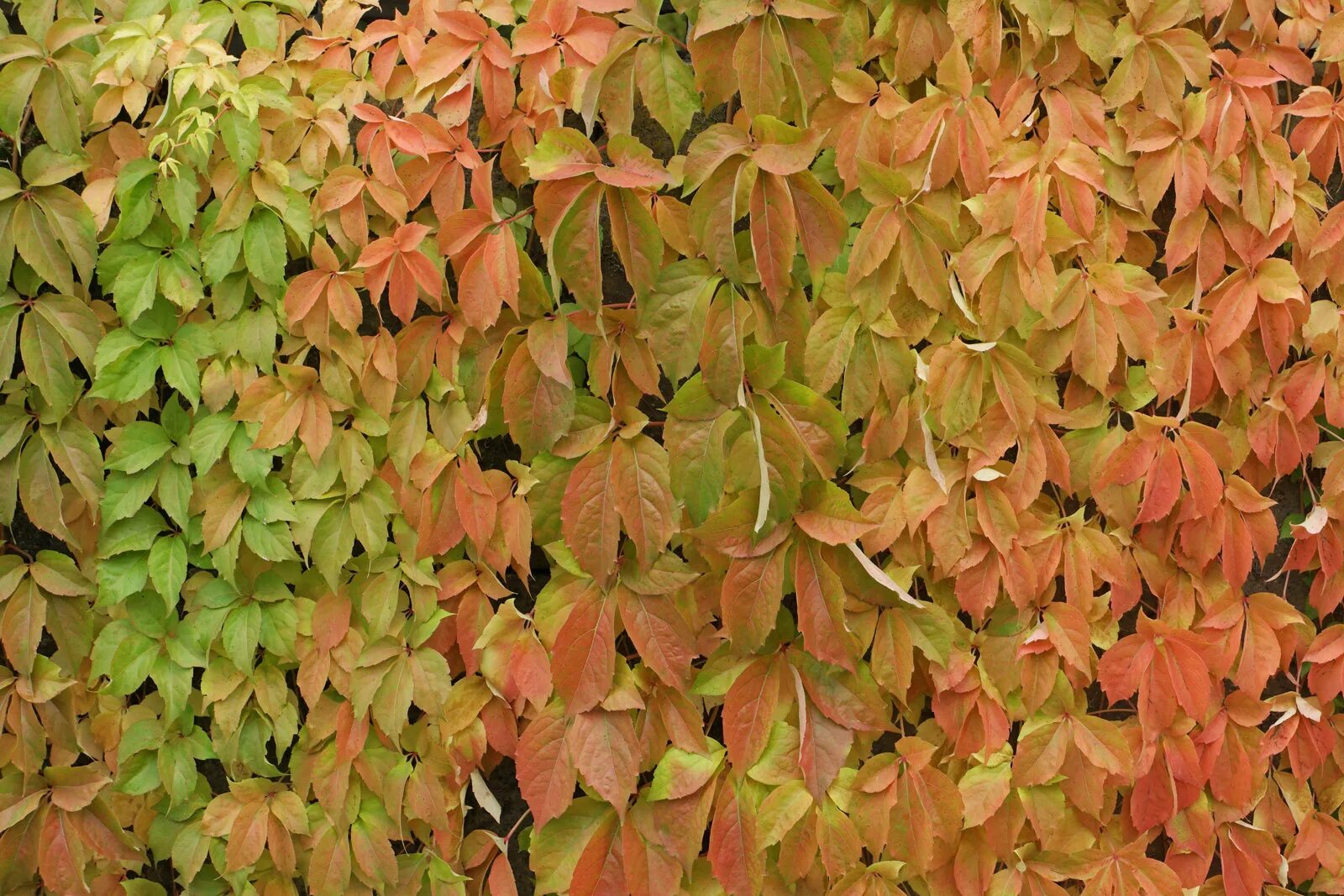 Девичий виноград (партеноциссус) - лиана. Дикий виноград пятилисточковый. Виноград девичий какой. Виноград девичий quinquefolia. Виноград девичий какой.