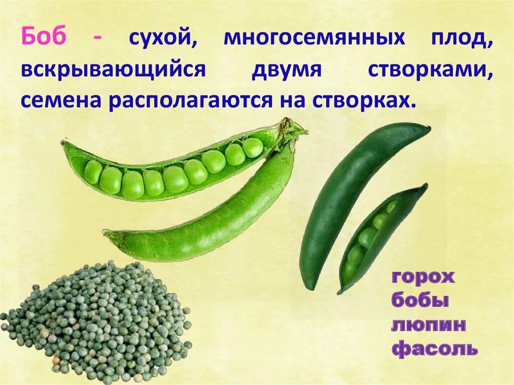 Горох многосемянный