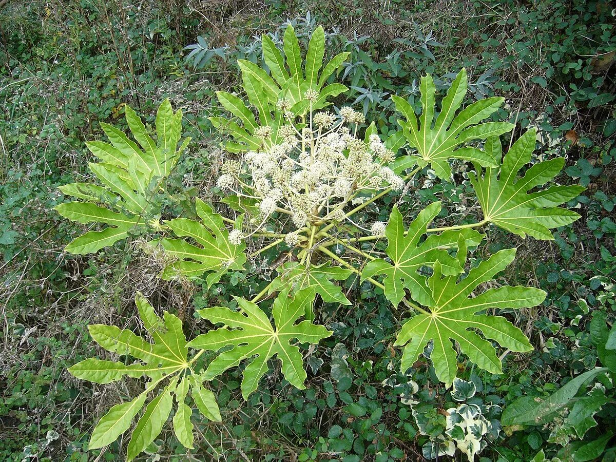Как выглядят пальчатые растения Güvercinkökü latince ismi Jateorhiza Palmata olan bir bitkinin kök kısmıdır. İçe