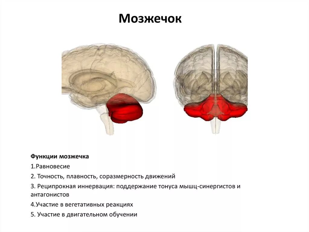 Мозжечок головного мозга. Центры мозжечка и функция. Мозжечок расположение. Мозжечок строение.