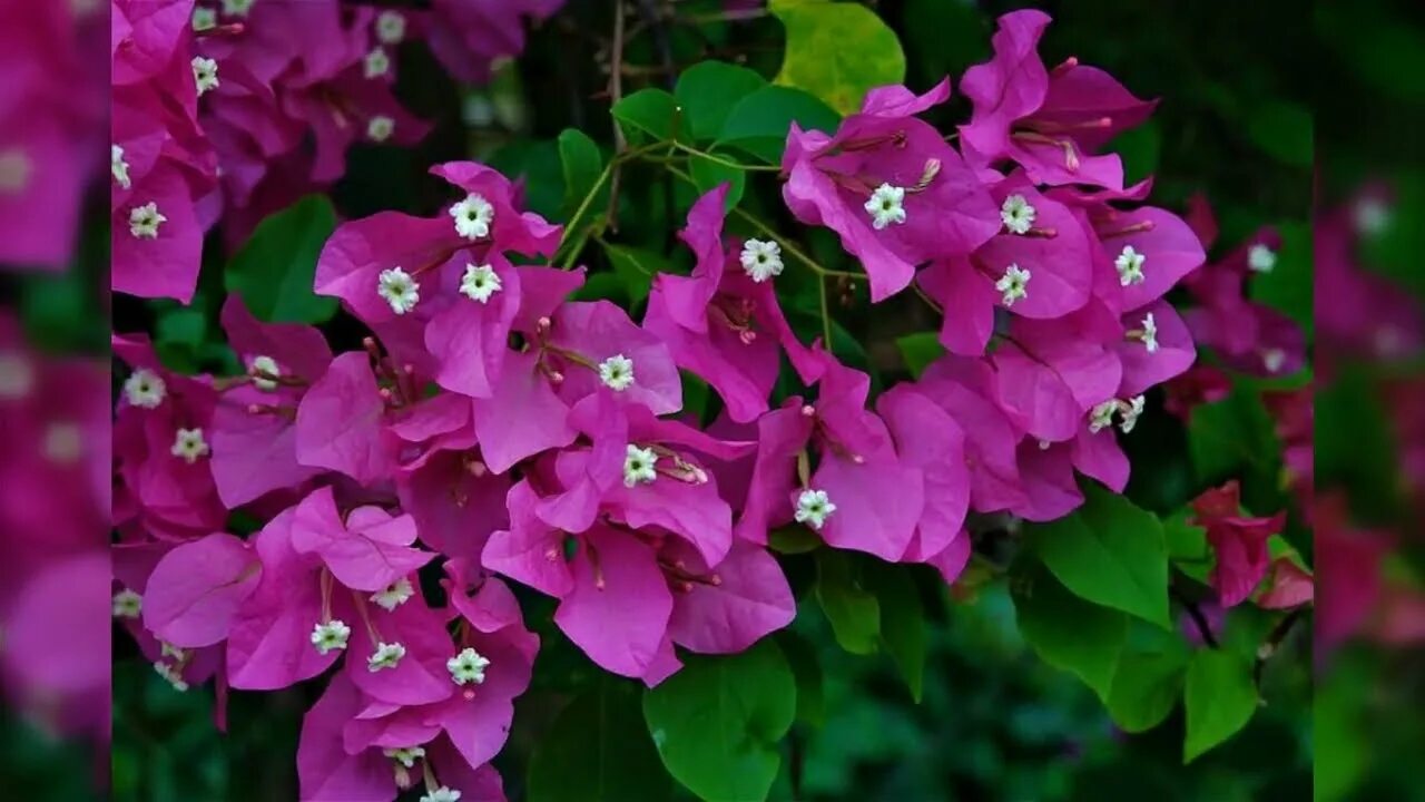 Бугенвилии. Бугенвиллия Синдерелла. Bougainvillea spectabilis. Дитфруд бугенвиллия. Редкие сорта бугенвиллий.