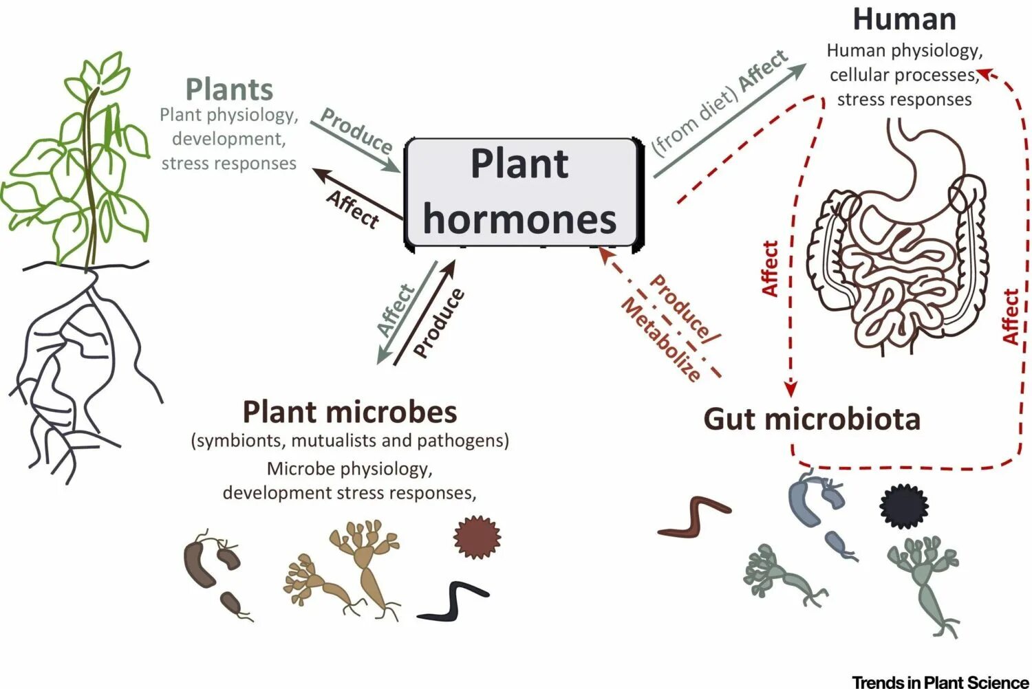 Plant Hormones. Фитогормоны растений. Фитогормоны растений изображения. Фитогормон рост и развитие растений.