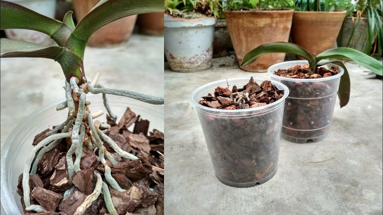 Омолаживание орхидеи фаленопсис. Орхидея фаленопсис размножение. Как обновить орхидею. Орхидея. Как обновить орхидею.