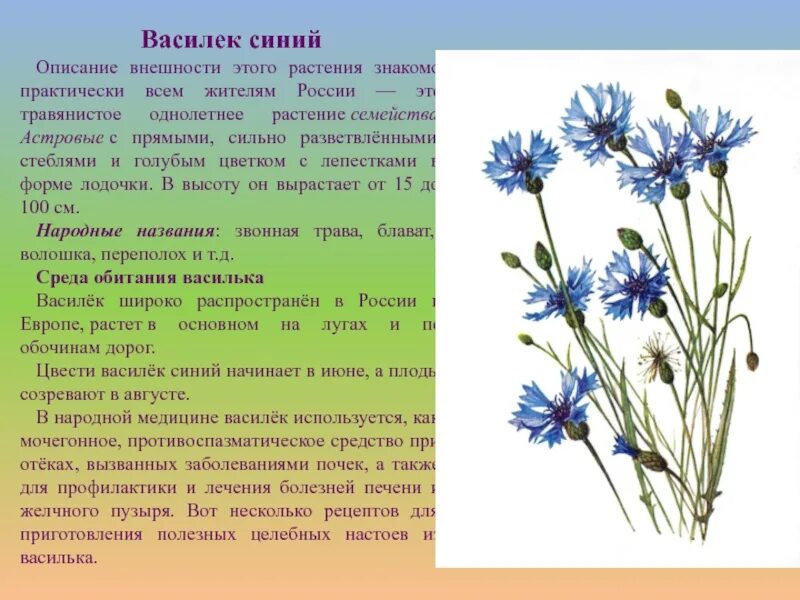 Василек Луговой и Василек синий. Описание цветка Василек 3 класс. Василек гребенчатый. Василёк Луговой семейство.