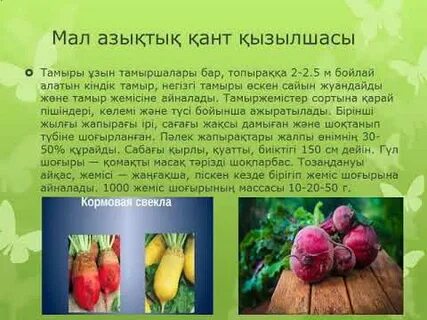 Жетілген әйелдер порно видео және фотосуреттер