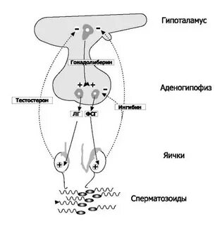 Гипоталамус яичек