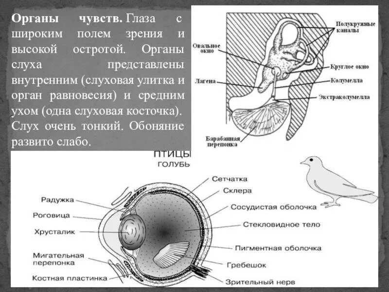 Структура глаза птицы. Строение органа слуха птиц. Строение органов чувств у птиц. Строение слухового аппарата птиц. Строение уха птиц.