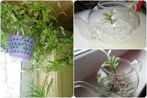 Традесканция размножение в воде