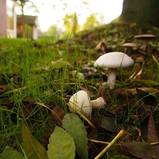 Ботаник грибы